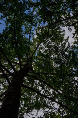 Azores takımadalarında yürüyün. Azores, Sao Miguel adasının keşfi. Portekiz. Fırınlar