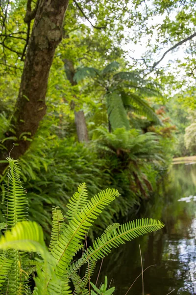 Walk Azores Archipelago Discovery Island Sao Miguel Azores Portugal Furnas — Stock Photo, Image