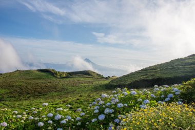 Azores takımadalarında yürüyün. Azores, Sao Jorge adasının keşfi. Portekiz, Velas