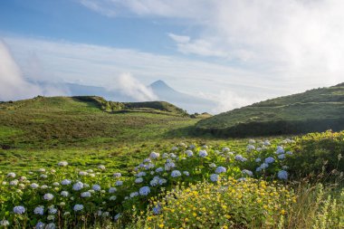 Azores takımadalarında yürüyün. Azores, Sao Jorge adasının keşfi. Portekiz, Velas