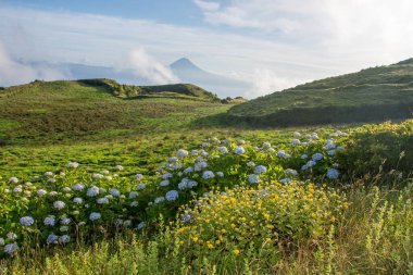 Azores takımadalarında yürüyün. Azores, Sao Jorge adasının keşfi. Portekiz, Velas