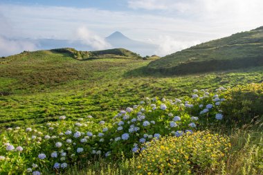 Azores takımadalarında yürüyün. Azores, Sao Jorge adasının keşfi. Portekiz, Velas