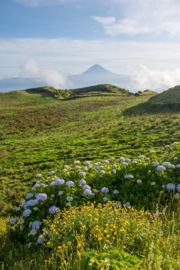 Azores takımadalarında yürüyün. Azores, Sao Jorge adasının keşfi. Portekiz, Velas