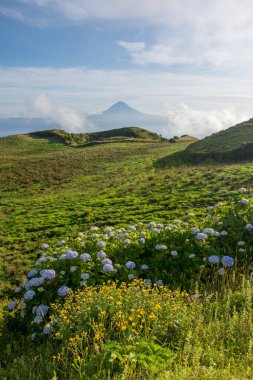 Azores takımadalarında yürüyün. Azores, Sao Jorge adasının keşfi. Portekiz, Velas