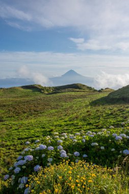 Azores takımadalarında yürüyün. Azores, Sao Jorge adasının keşfi. Portekiz, Velas