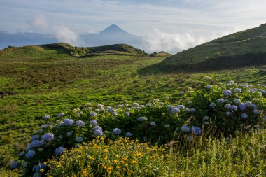 Azores takımadalarında yürüyün. Azores, Sao Jorge adasının keşfi. Portekiz, Velas