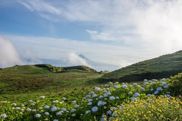 Azores takımadalarında yürüyün. Azores, Sao Jorge adasının keşfi. Portekiz, Velas