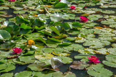 Azores takımadalarında yürüyün. Azores, Sao Miguel adasının keşfi. Portekiz. Fırınlar