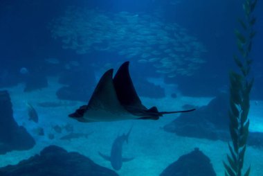 Portekiz 'de Lizbon şehrinin keşfi.