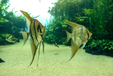 Portekiz 'de Lizbon şehrinin keşfi.