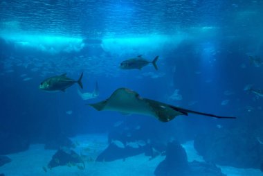 Portekiz 'de Lizbon şehrinin keşfi.