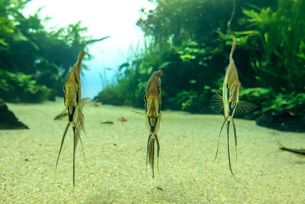 ポルトガルのリスボン市の発見 — ストック写真