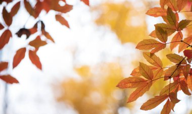 Kırmızı turuncu kayın yaprakları bokeh ve bulanık sonbahar yaprakları ile ormanda ve arka plan için uzayı kopyalayın. Kapat.