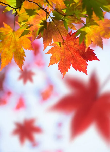 Colorful maple leaves on branch in the forest, maple autumn leaves glowing against sunlight and falling leaves background