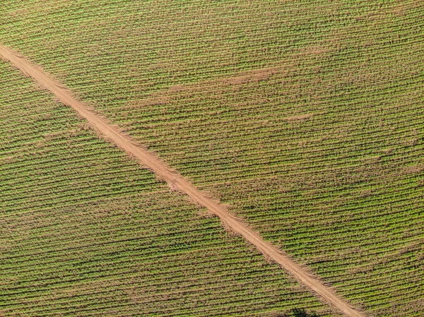 ブラジルの空中サトウキビ畑 — ストック写真