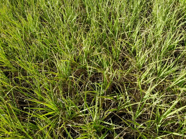 Aerea Vista Dall Alto Campo Canna Zucchero Brasile — Foto Stock