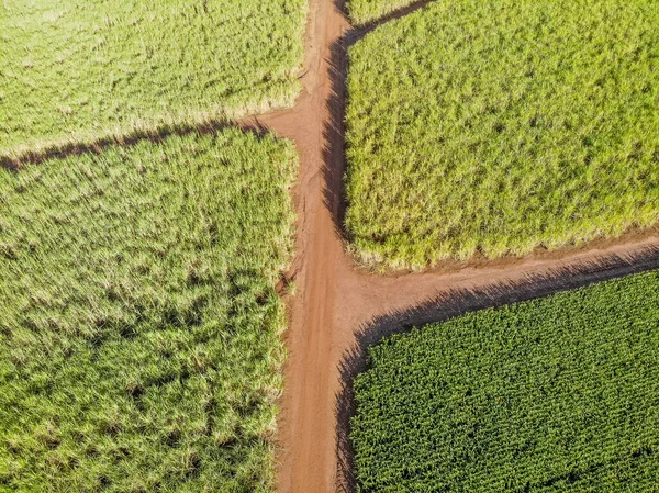 ブラジルの空中サトウキビ畑 — ストック写真
