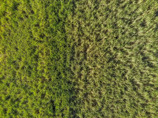 Aerial Top View Ζαχαροκάλαμο Τομέα Στη Βραζιλία — Φωτογραφία Αρχείου