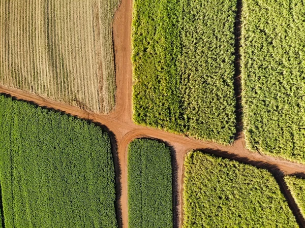 Zuckerrohrfeld Aus Der Luft Brasilien — Stockfoto