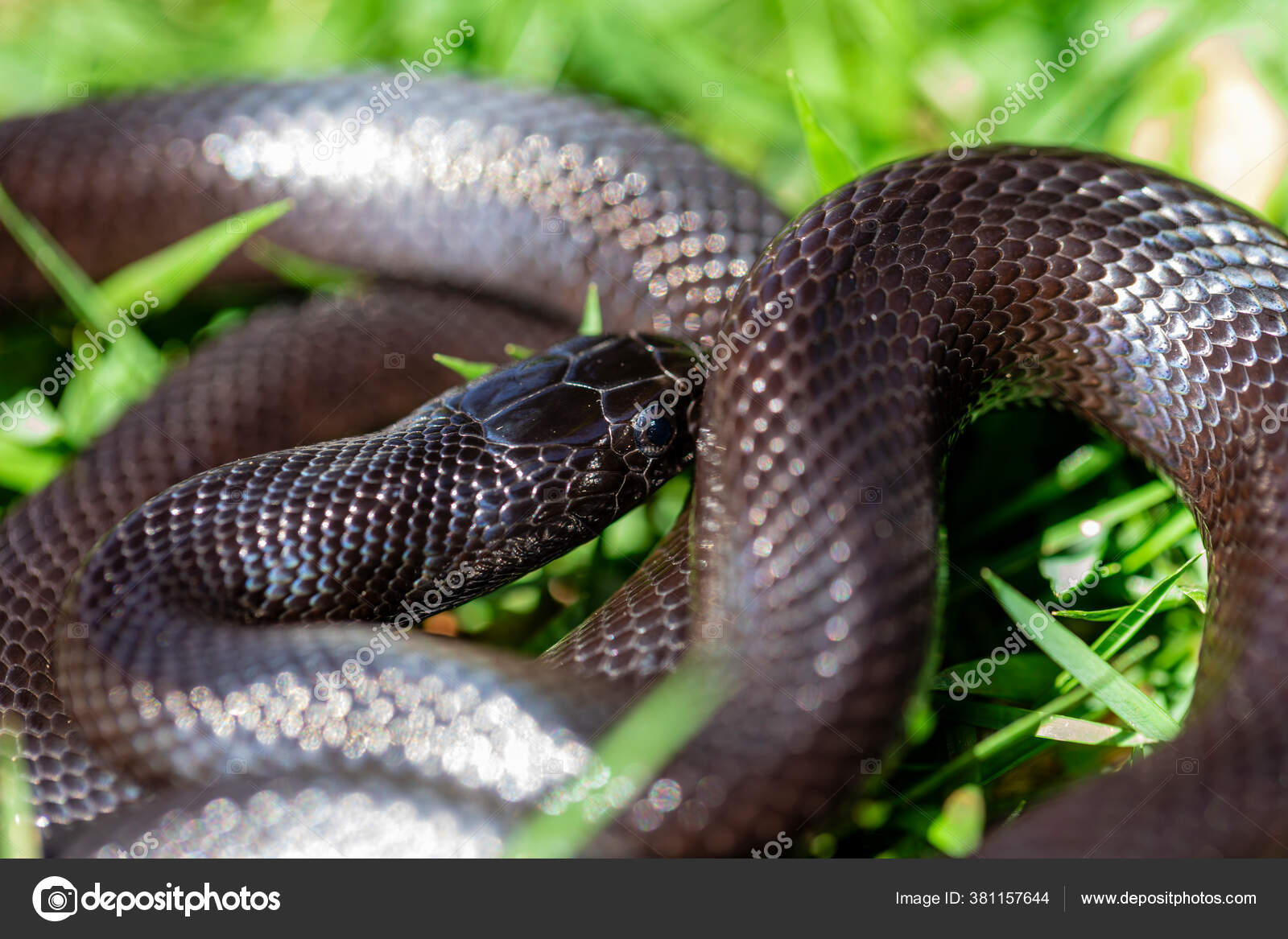 Mexican Black Kingsnake Lampropeltis Getula Nigrita Part Larger Colubrid Family Stock Photo Image By C Murilomazzo Mexican Black Kingsnake Lampropeltis Getula Nigrita Part Larger Colubrid Family Stock Photo Image By C Murilomazzo