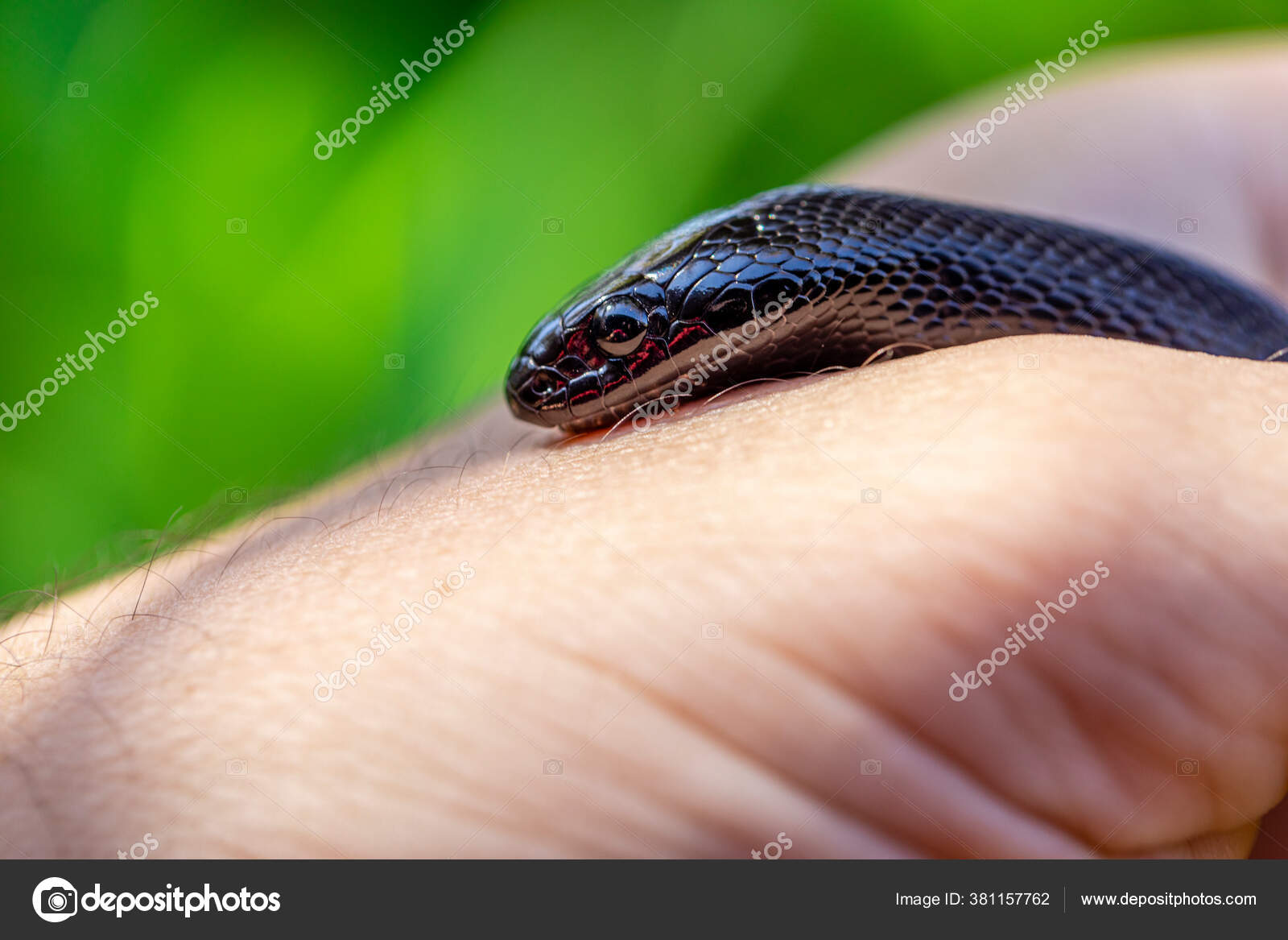 Mexican Black Kingsnake Lampropeltis Getula Nigrita Part Larger Colubrid Family Stock Photo Image By C Murilomazzo Mexican Black Kingsnake Lampropeltis Getula Nigrita Part Larger Colubrid Family Stock Photo Image By C Murilomazzo