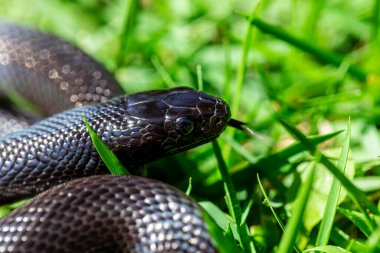 The Mexican black kingsnake (Lampropeltis getula nigrita) is part of the larger colubrid family of snakes, and a subspecies of the common kingsnake. clipart