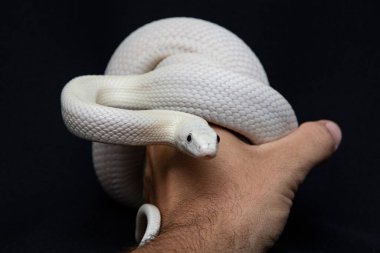 The Texas rat snake (Elaphe obsoleta lindheimeri ) is a subspecies of rat snake, a nonvenomous colubrid found in the United States, primarily within the state of Texas.. clipart