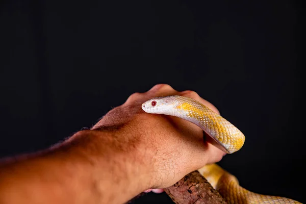 Prachtige Hybride Slang Kruising Van Twee Soorten Maisslang Rattenslang — Stockfoto