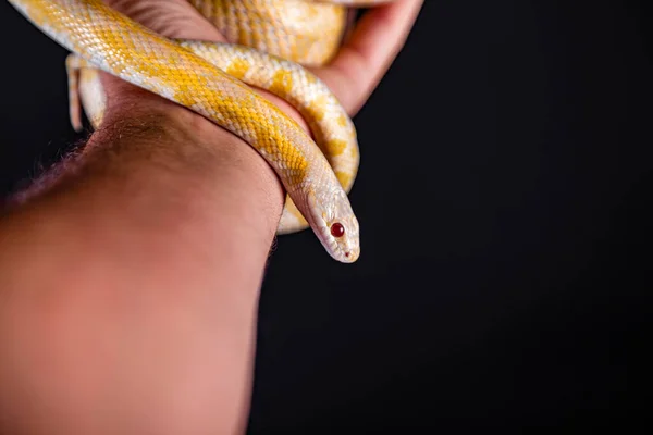 Hermosa Serpiente Híbrida Cruce Dos Especies Serpiente Maíz Serpiente Rata —  Fotos de Stock