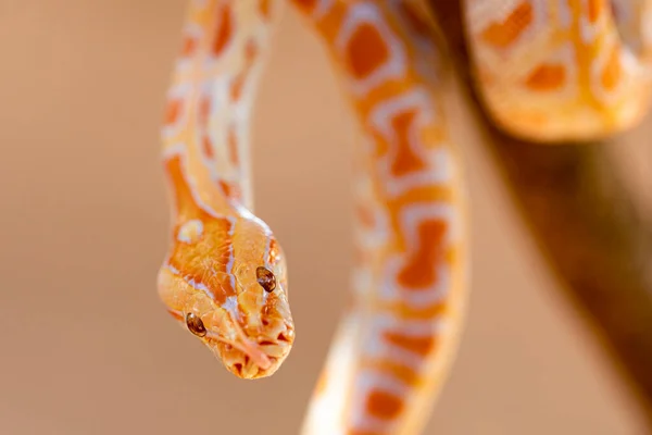 Hermosa Python Molurus Albina Rama Árbol — Foto de Stock