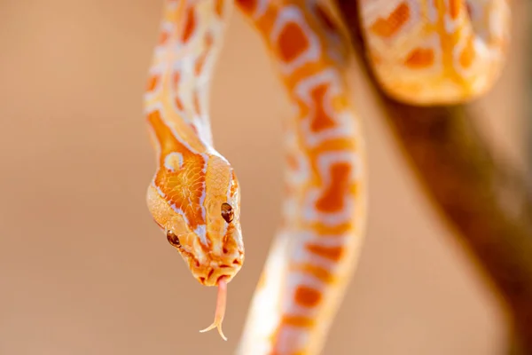 Vacker Python Molurus Albina Trädgren — Stockfoto