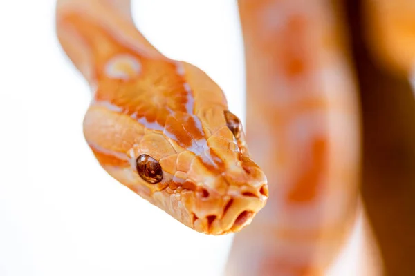 Bello Python Molurus Albina Ramo Albero — Foto Stock