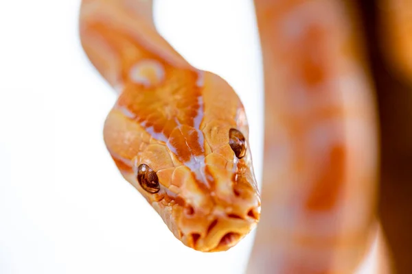 美しいPython Molurus Albina Tree Branch — ストック写真