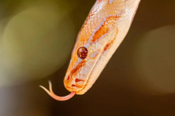 Gyönyörű Python Molurus Albina Faágon — Stock Fotó