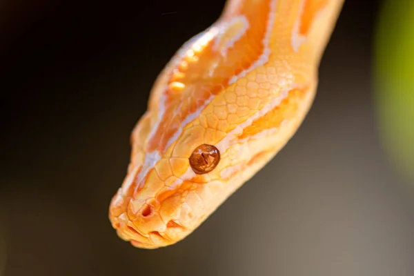 Gyönyörű Python Molurus Albina Faágon — Stock Fotó