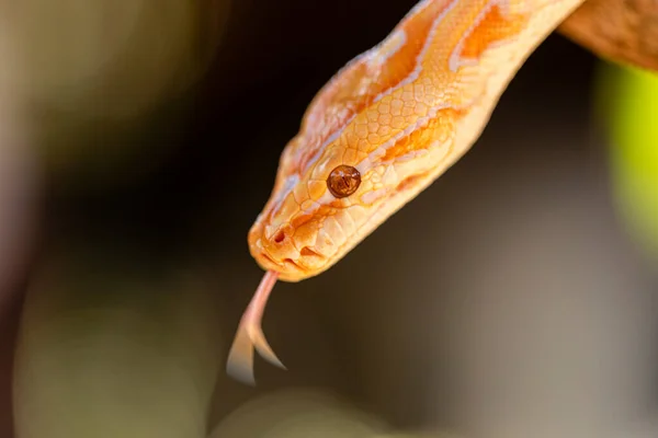 Gyönyörű Python Molurus Albina Faágon — Stock Fotó