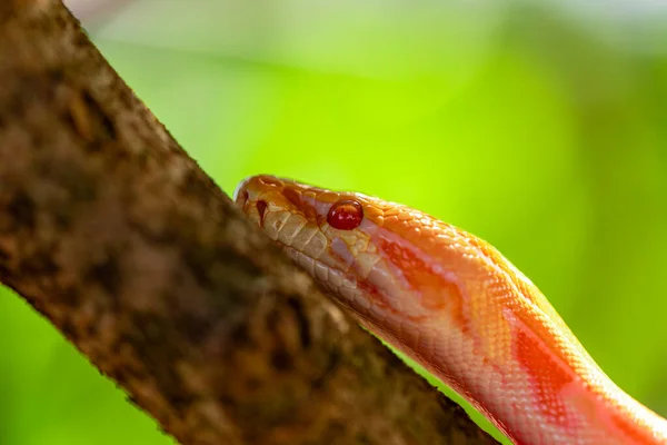 Schöne Python Molurus Albina Auf Einem Ast — Stockfoto