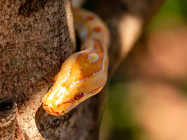 Bello Python Molurus Albina Ramo Albero — Foto Stock