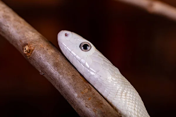 Texas Rat Snake Elaphe Obsoleta Lindheimeri Subspecies Rat Snake Nonvenomous — Stock Photo, Image