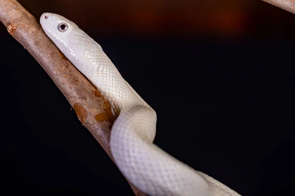 德克萨斯鼠蛇 Texas Rat Snake 缩写Elaphe Obsolete Eta Lindheimeri 是鼠蛇的亚种 在美国发现 — 图库照片