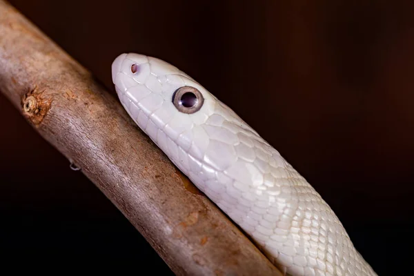 Texaanse Rattenslang Elaphe Obsoleta Lindheimeri Een Slang Uit Familie Rattenslangen — Stockfoto