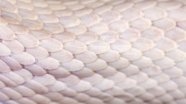 White snake skin, texture, background.