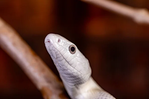 Texaanse Rattenslang Elaphe Obsoleta Lindheimeri Een Slang Uit Familie Rattenslangen — Stockfoto