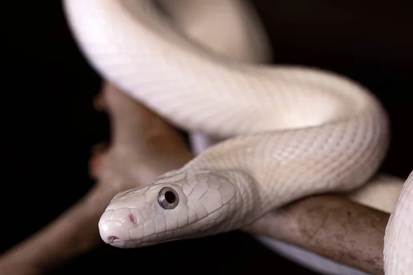 テキサス ラット スネーク Texas Rat Snake Elaphe Oldetta Lindheimeri アメリカ合衆国テキサス州を中心に発見されたヘビの亜種である — ストック写真