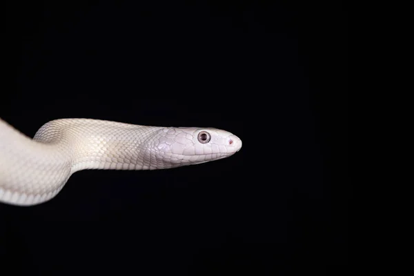 テキサス ラット スネーク Texas Rat Snake Elaphe Oldetta Lindheimeri アメリカ合衆国テキサス州を中心に発見されたヘビの亜種である — ストック写真