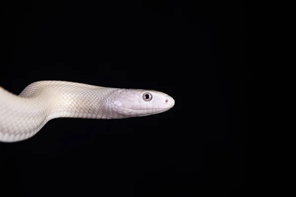 Texaanse Rattenslang Elaphe Obsoleta Lindheimeri Een Slang Uit Familie Rattenslangen — Stockfoto