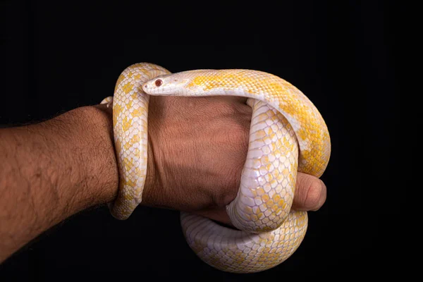 Gyönyörű Hibrid Kígyó Keresztezi Két Faj Kukorica Kígyó Patkány Kígyó — Stock Fotó