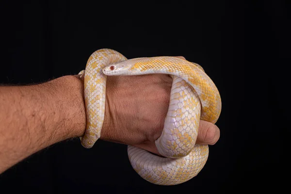 Hermosa Serpiente Híbrida Cruce Dos Especies Serpiente Maíz Serpiente Rata —  Fotos de Stock