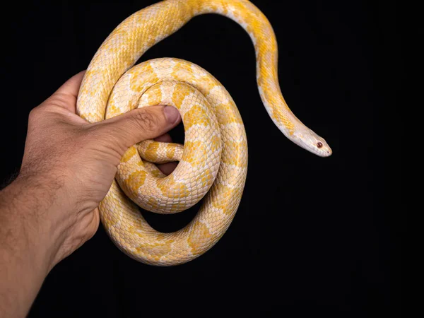 Bela Cobra Híbrida Cruzamento Duas Espécies Cobra Milho Cobra Rato — Fotografia de Stock