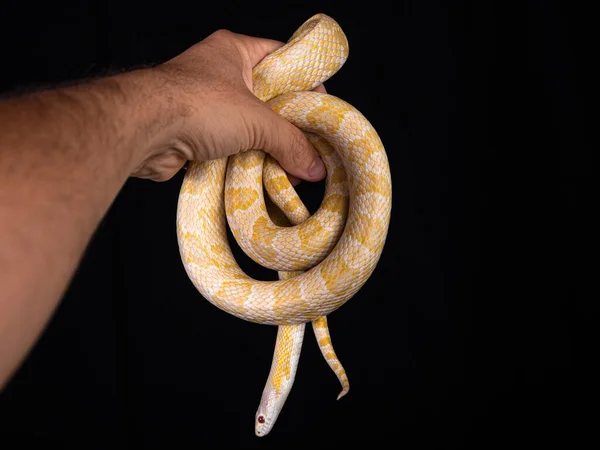 Bellissimo Serpente Ibrido Incrocio Due Specie Serpente Mais Serpente Ratto — Foto Stock